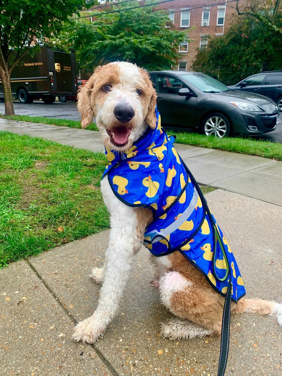 Our Favorite Dog Rain Gear for Surviving This Spring Tails of